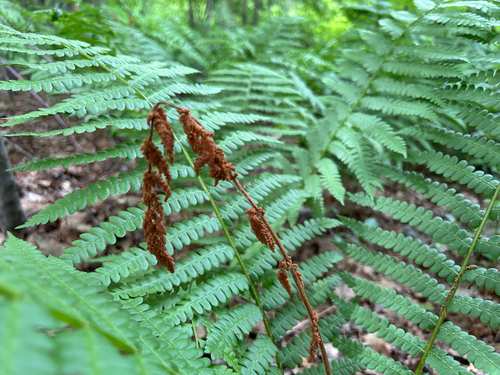 cinnamon fern