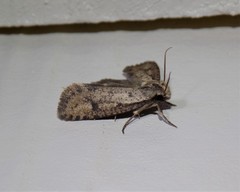 Acrolophus mortipennella