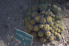 Mammillaria compressa