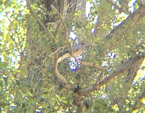 Band-tailed Pigeon observed by elimar24