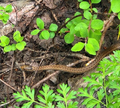 Western Terrestrial Garter Snake