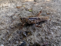 Schistocerca serialis