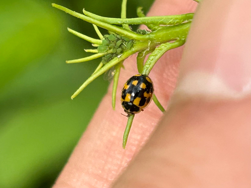 Fourteen-spotted Lady Beetle