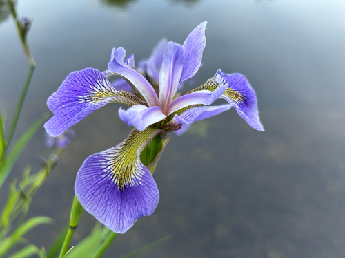northern blue flag
