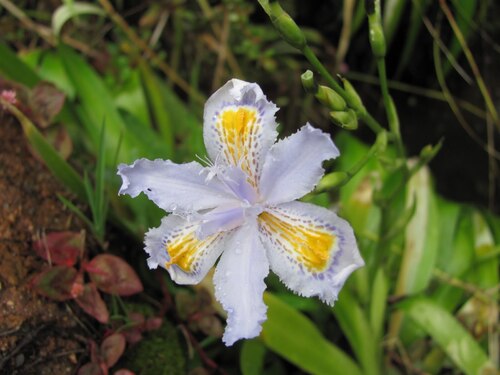 Iris japonica
