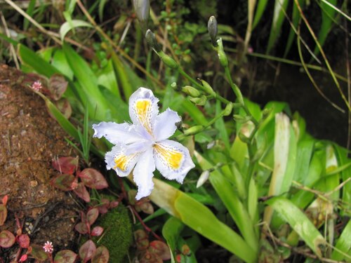 Iris japonica