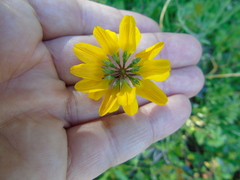 Securigera securidaca