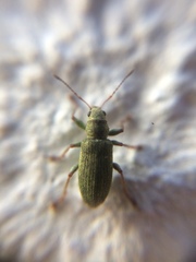 Pachyrhinus lethierryi