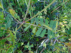 Securigera securidaca