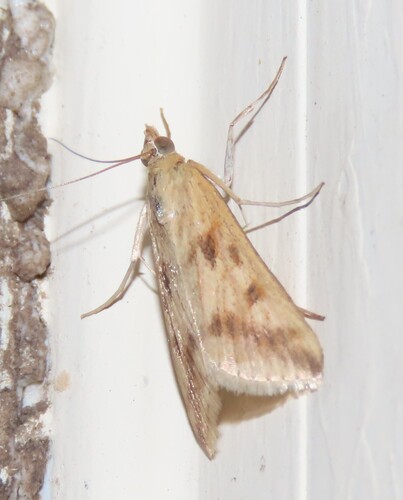 Achyra bifidalis photo 2