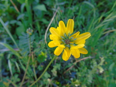 Securigera securidaca