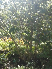 Hibiscus arnottianus