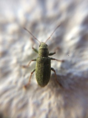 Pachyrhinus lethierryi