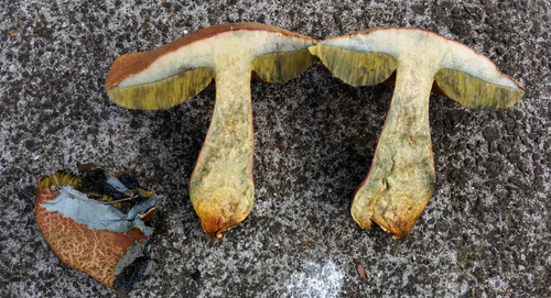 riverine bolete