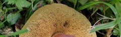 Boletus ripariellus image