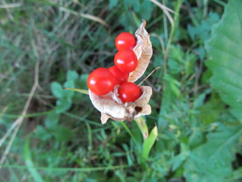 Iris foetidissima