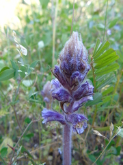 Orobanche pubescens