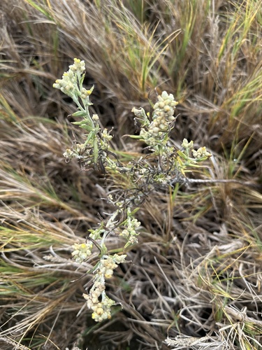 Pseudognaphalium gaudichaudianum, photograph 3