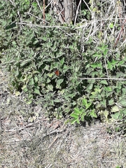 Aglais io