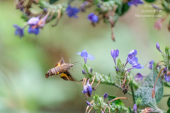 Macroglossum pyrrhosticta
