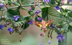 Macroglossum pyrrhosticta
