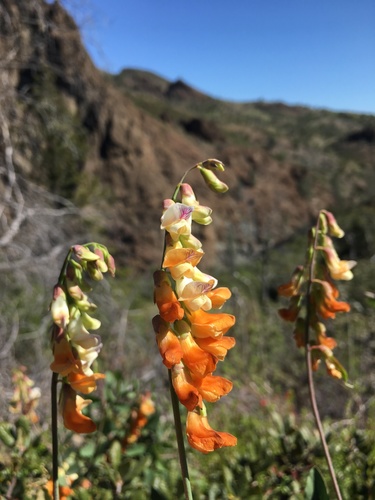 Lathyrus sulphureus var. sulphureus