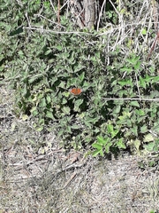 Aglais io