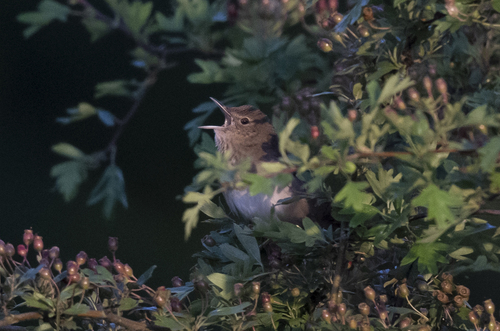 River Warbler