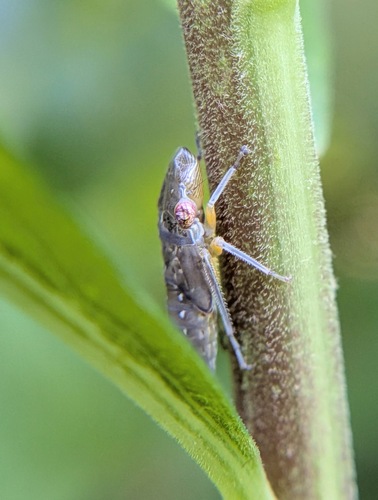 Glassy-winged Sharpshooter