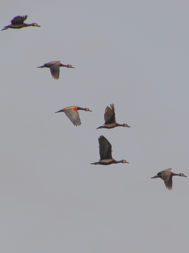 iNaturalist image
