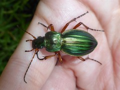 Carabus auratus