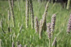 Phleum pratense