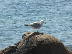 Ichthyaetus audouinii