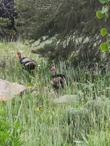 Narragansett Turkey