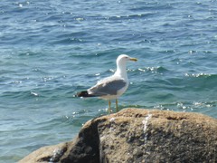 Larus michahellis