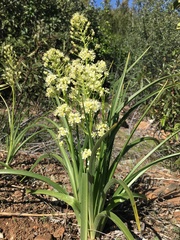 Toxicoscordion micranthum