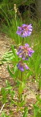 Penstemon procerus tolmiei