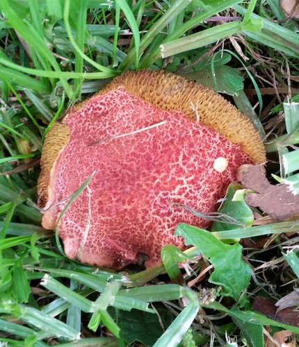 riverine bolete