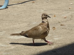 Streptopelia decaocto