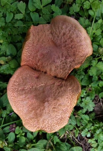 riverine bolete