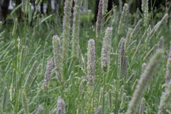 Phleum pratense