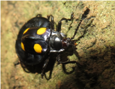 Eumorphus marginatus