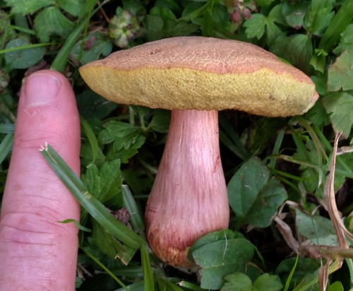 riverine bolete