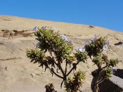 Nolana aplocaryoides