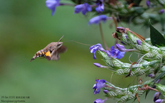 Macroglossum pyrrhosticta