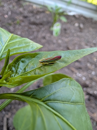 Red-banded Leafhopper