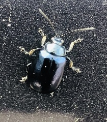 Agelastica alni