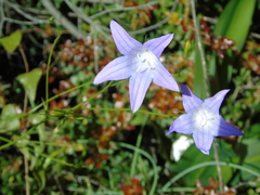 Campanula spatulata