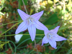 Campanula spatulata