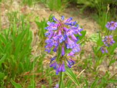 Penstemon procerus tolmiei